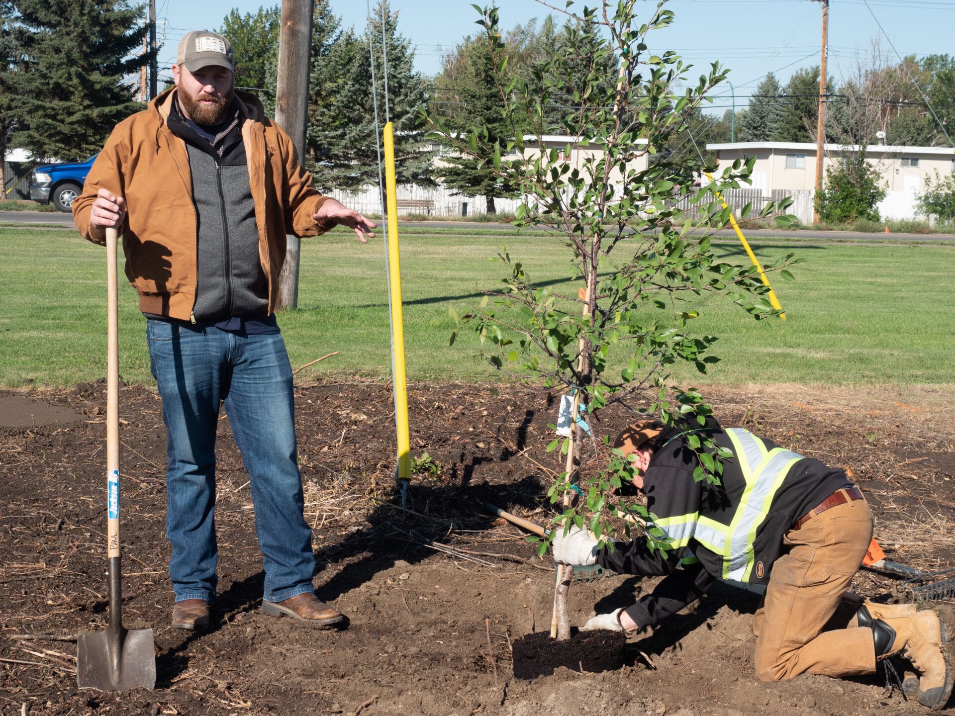 City partners with distillery to plant trees in Palliser Park - My ...