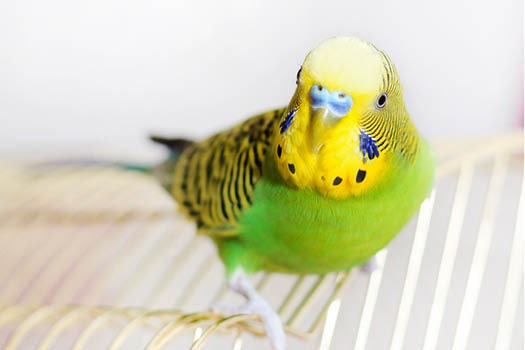 Yellow fashion budgies for