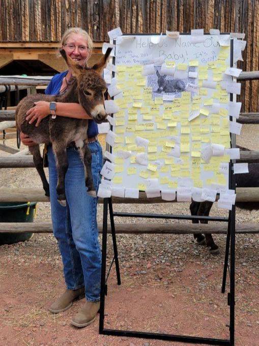 Meet baby donkey Fernando at Fort Whoop-Up this summer - My Lethbridge Now