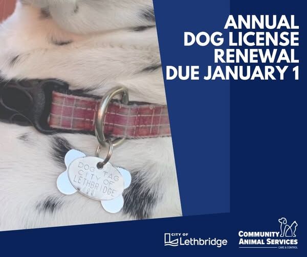 City of Lethbridge reminds dog owners to renew licences by Jan. 1